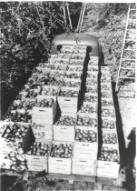 Apples in crates